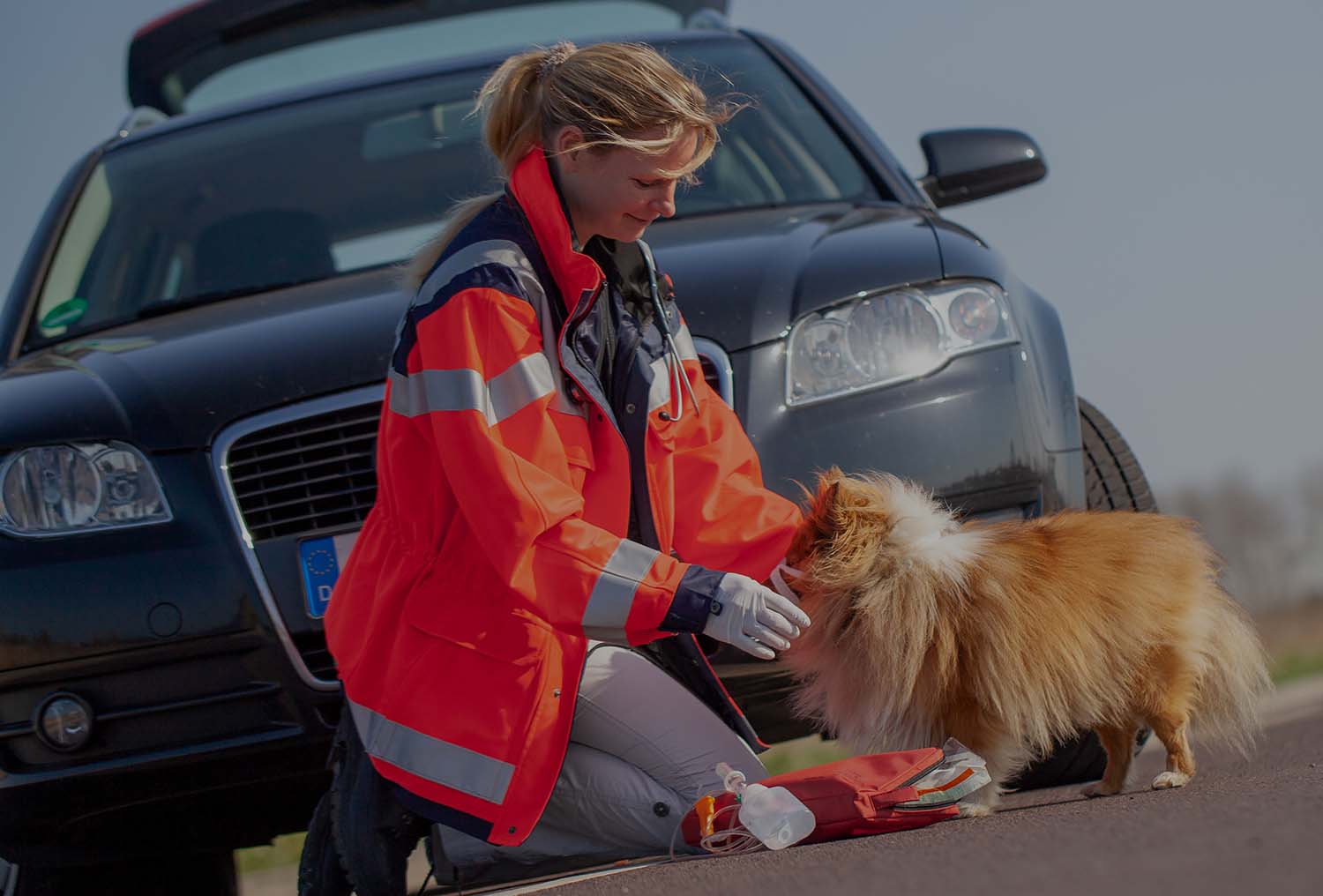 emergency management professional helping a stray pet.